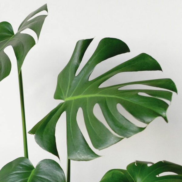 philodendron monstera jungle tropical feuille de bananier