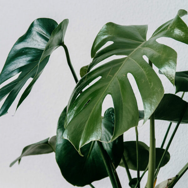 philodendron monstera jungle tropical feuille de bananier