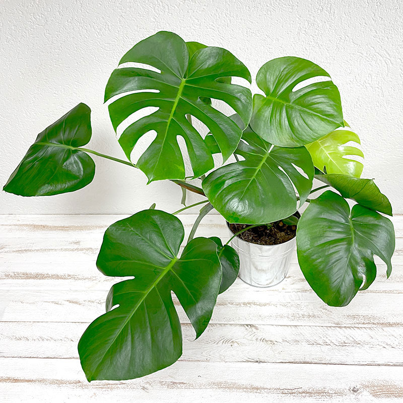 Philodendron monstera - Plante - Plus de Fleurs