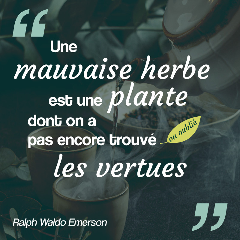 plante citation