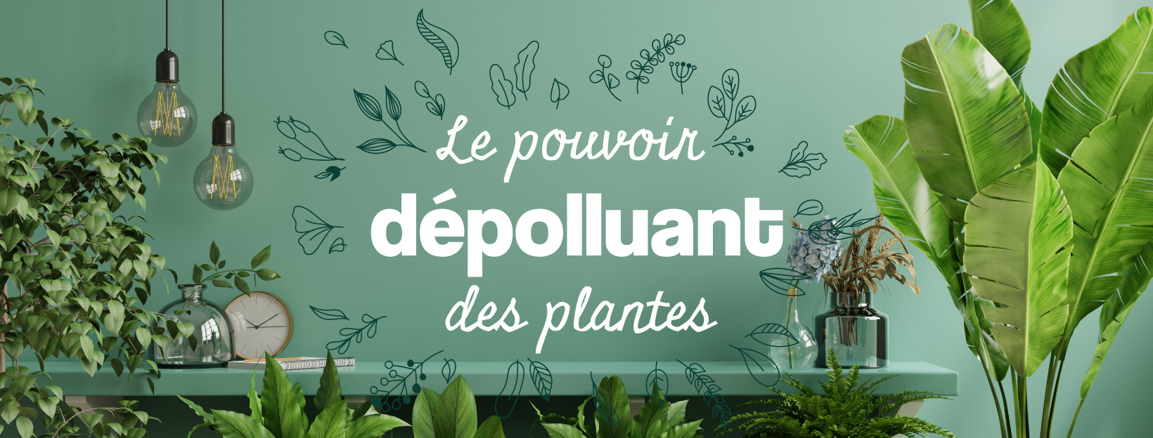 air pur avec les plantes