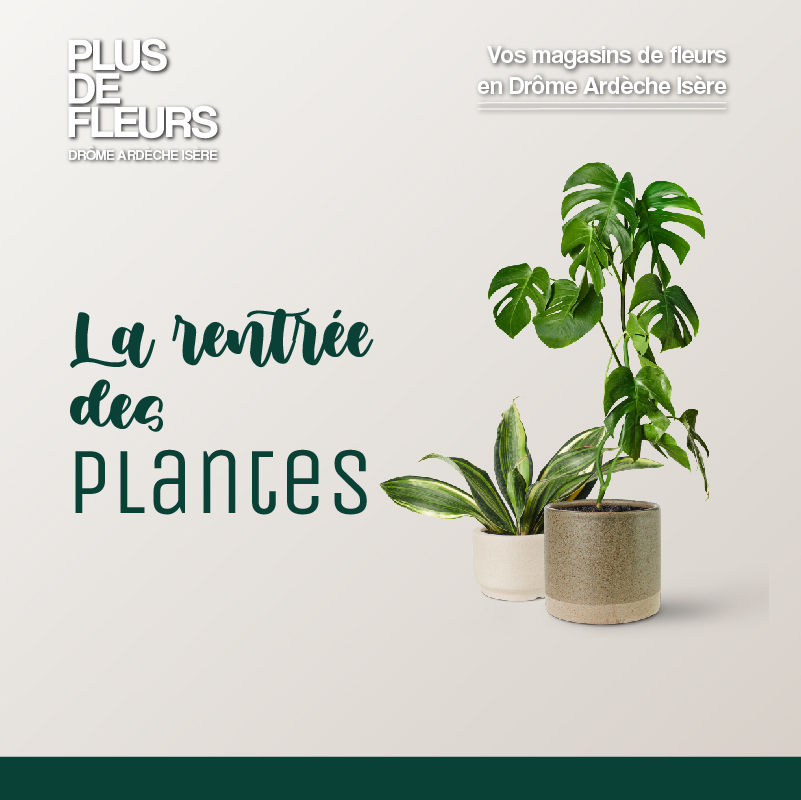 La rentrée des plantes