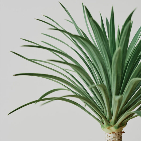 yucca agave palmier tropical exotique