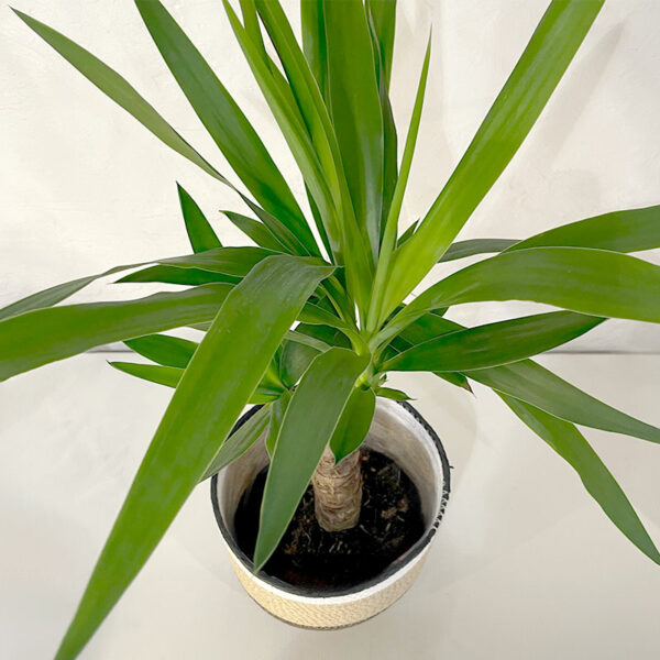 yucca en pot plante tropical d'intérieur