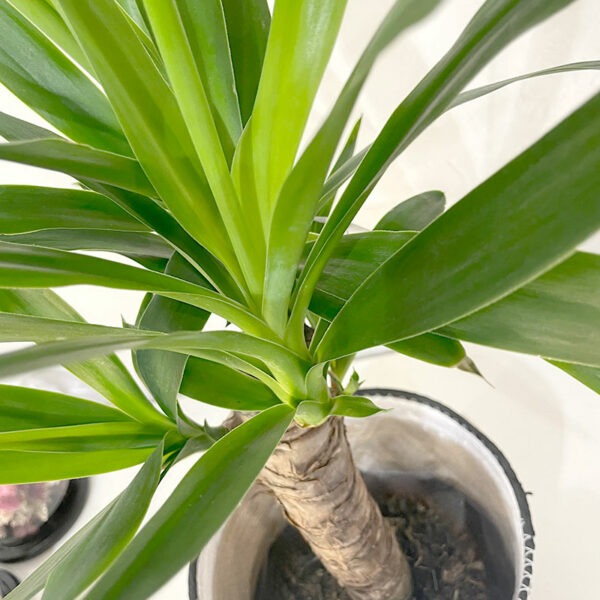 yucca en pot plante tropical d'intérieur