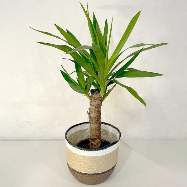 yucca en pot plante tropical d'intérieur