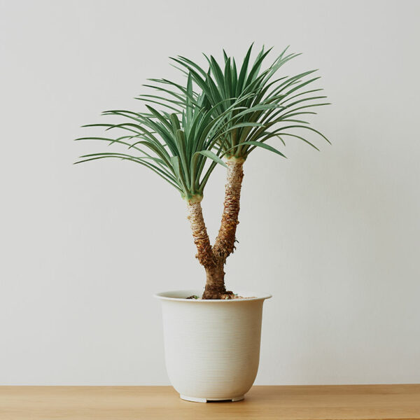 yucca agave palmier tropical exotique