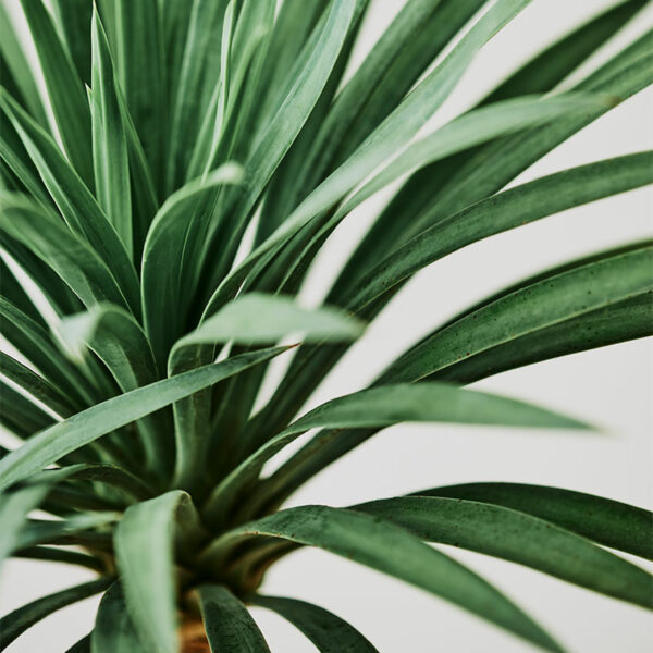 yucca agave palmier tropical exotique