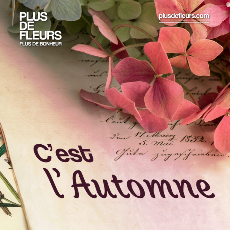 fleurs d'automne selection de bouquets en livraison en France