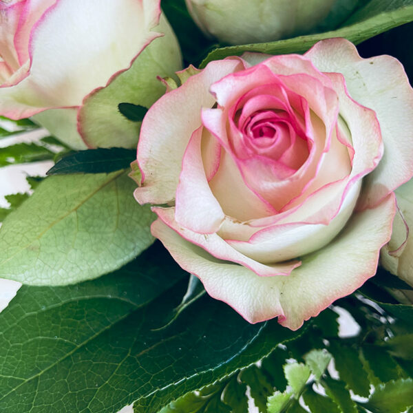 bouquet de roses roses pâles en bulle d'eau