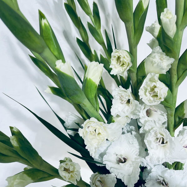 glaïeuls blancs en bouquet