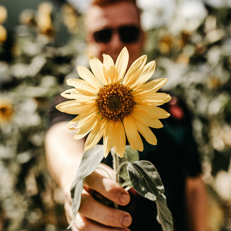 offrir un tournesol