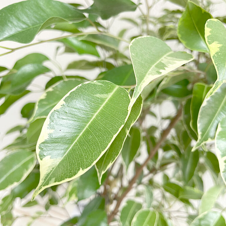 ficus plante en pot à livrer