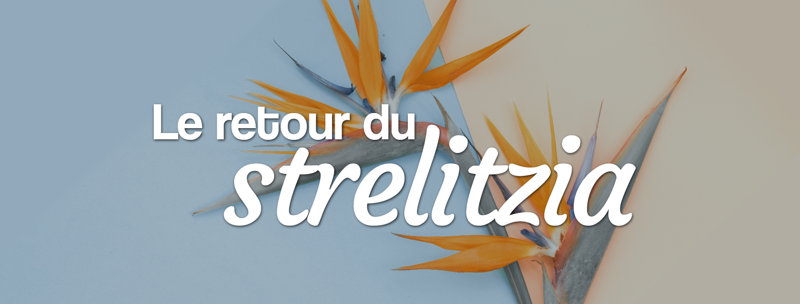 Le retour du strelitizia, l'oiseau de paradis fleur tropical