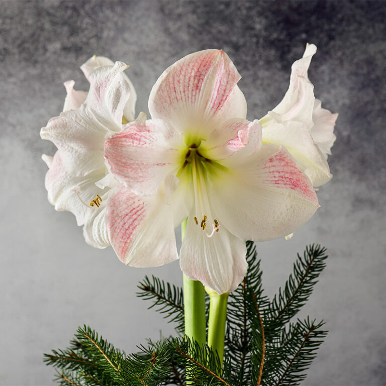 amaryllis de noel