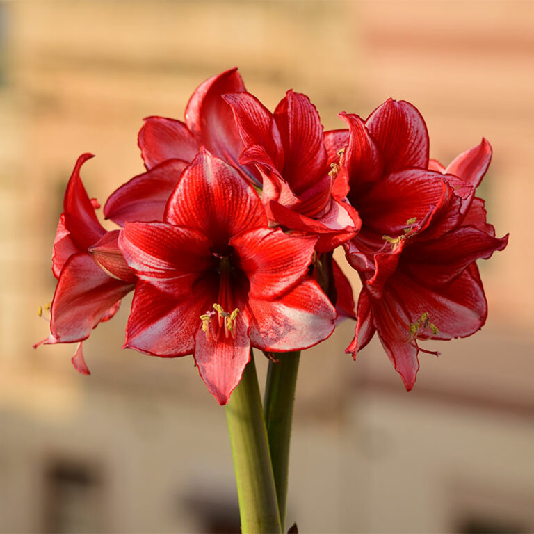 amaryllis en bouquet à ivrer