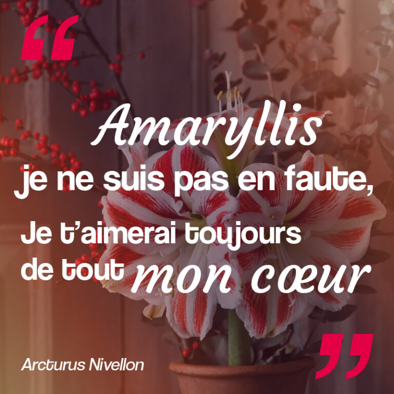 amaryllis citation