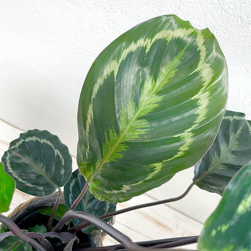 Calathea - Plante - Plus de Fleurs