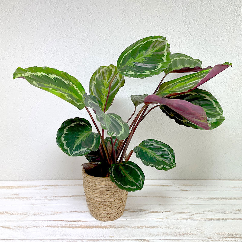 Calathea - Plante - Plus de Fleurs