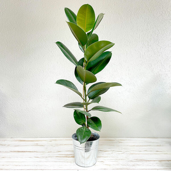 caoutchouc plante tropicale ficus elastica