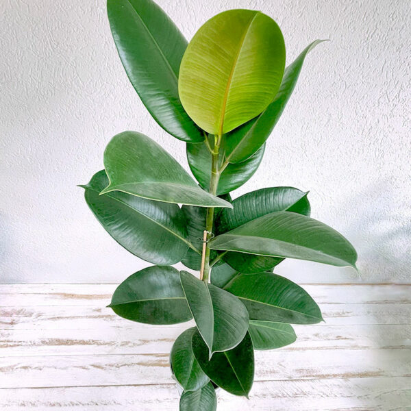caoutchouc plante tropicale ficus elastica