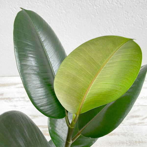 caoutchouc plante tropicale ficus elastica