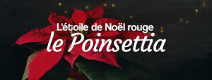 livraison de poinsettia étoile de Noël rouge