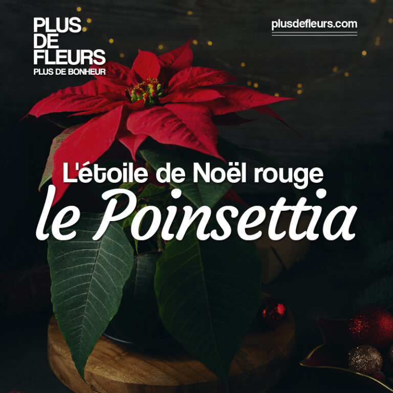 livraison de poinsettia l'étoile de Noël rouge