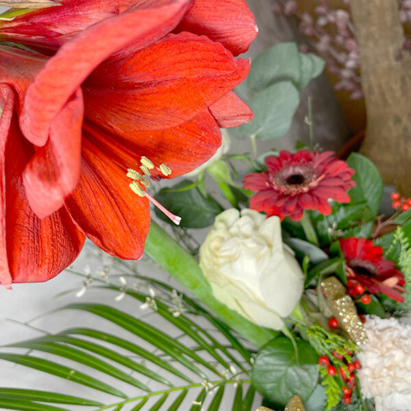 Amaryllis étoilé bouquet en hauteur Noël