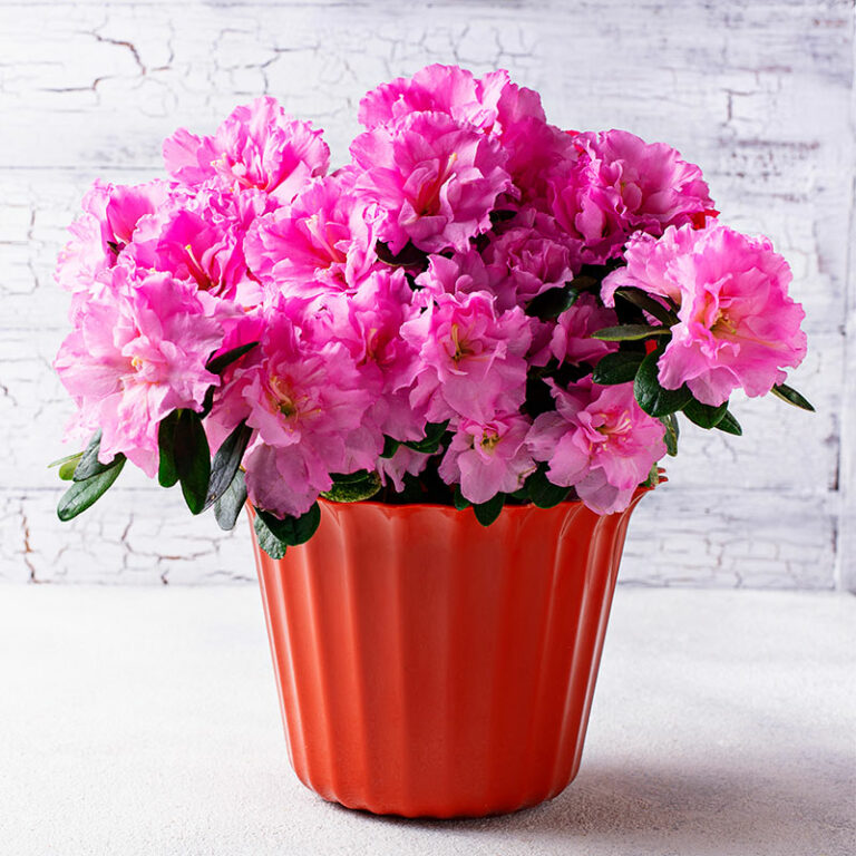 livraison de plante Azalée rose en fleur