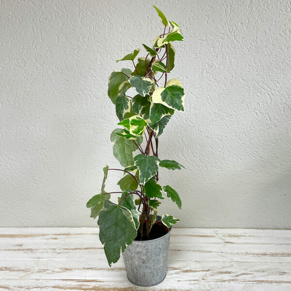 Livrer une plante Lierre à domicile