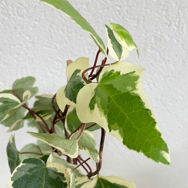 Livrer une plante Lierre à domicile