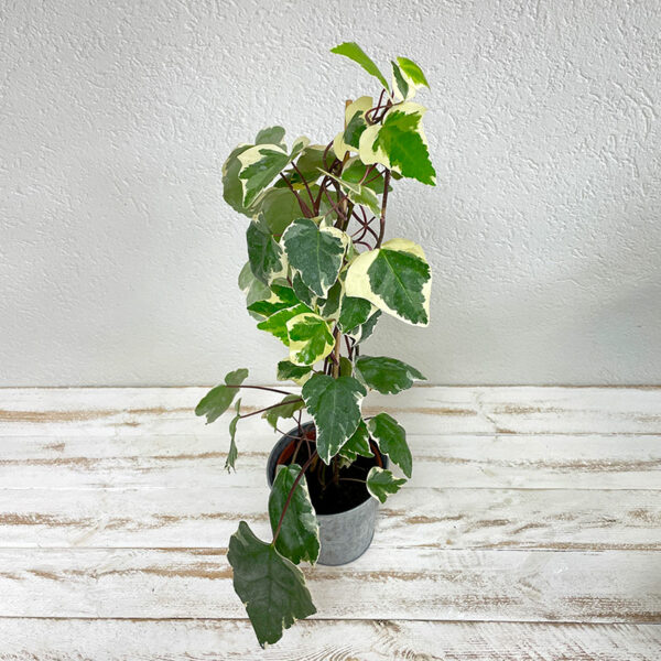 Livrer une plante Lierre à domicile