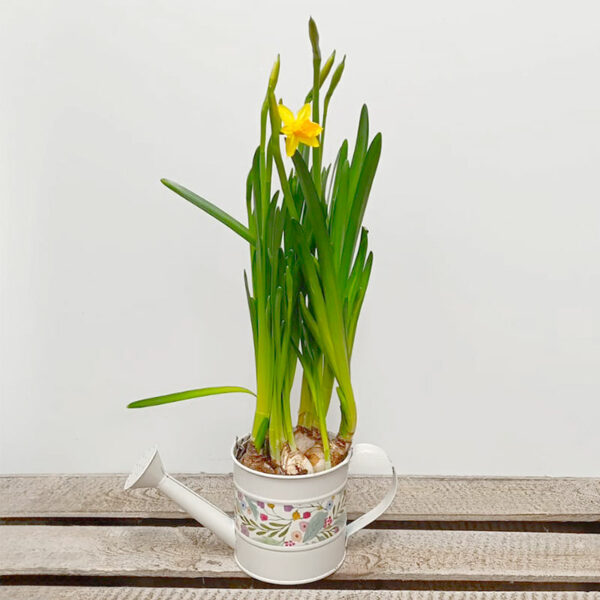 narcisses en arrosoir blanc