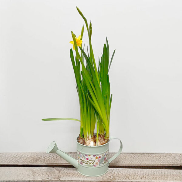 narcisses en arrosoir vert