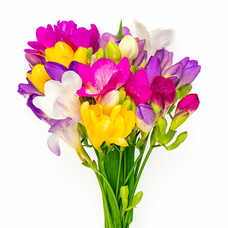 bouquet de freesias