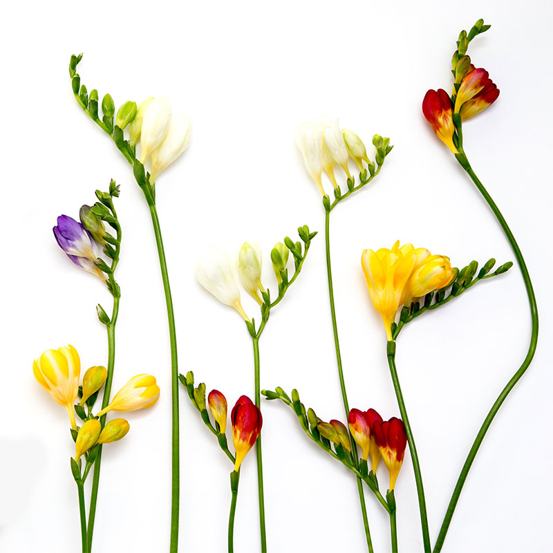 freesias de différentes couleurs