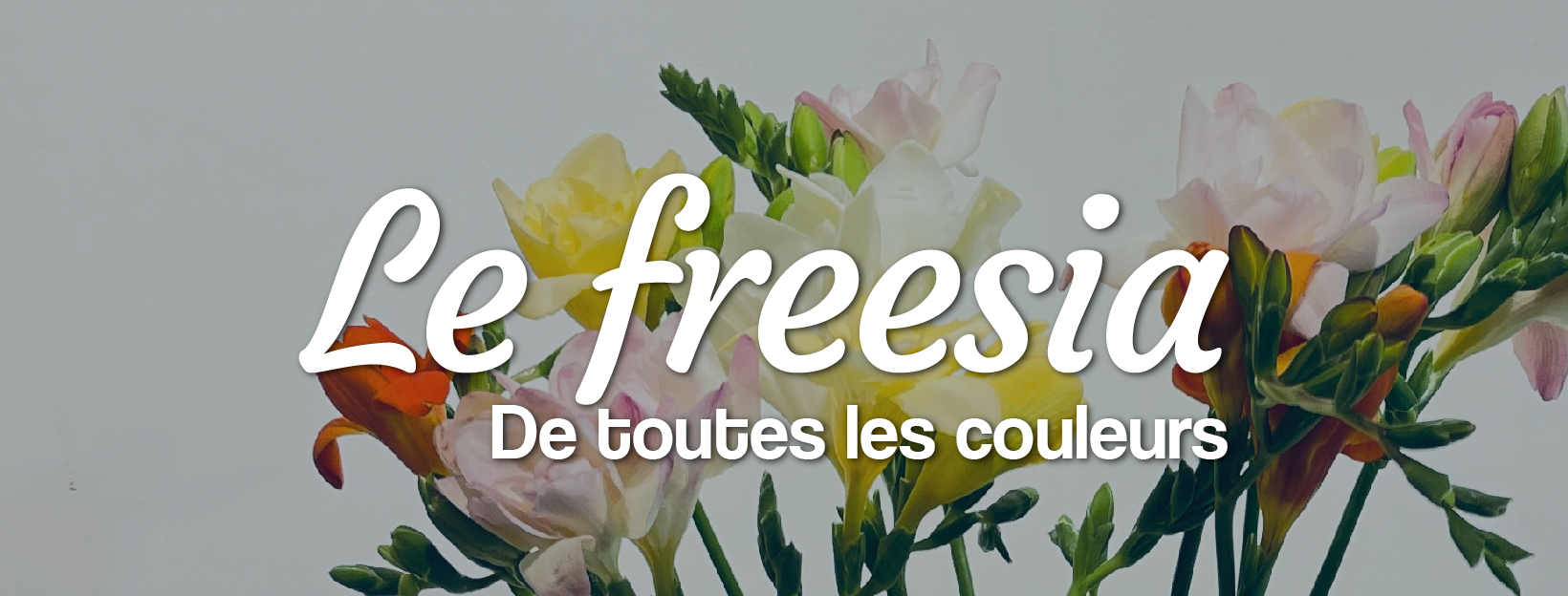 freesia de toutes les couleurs