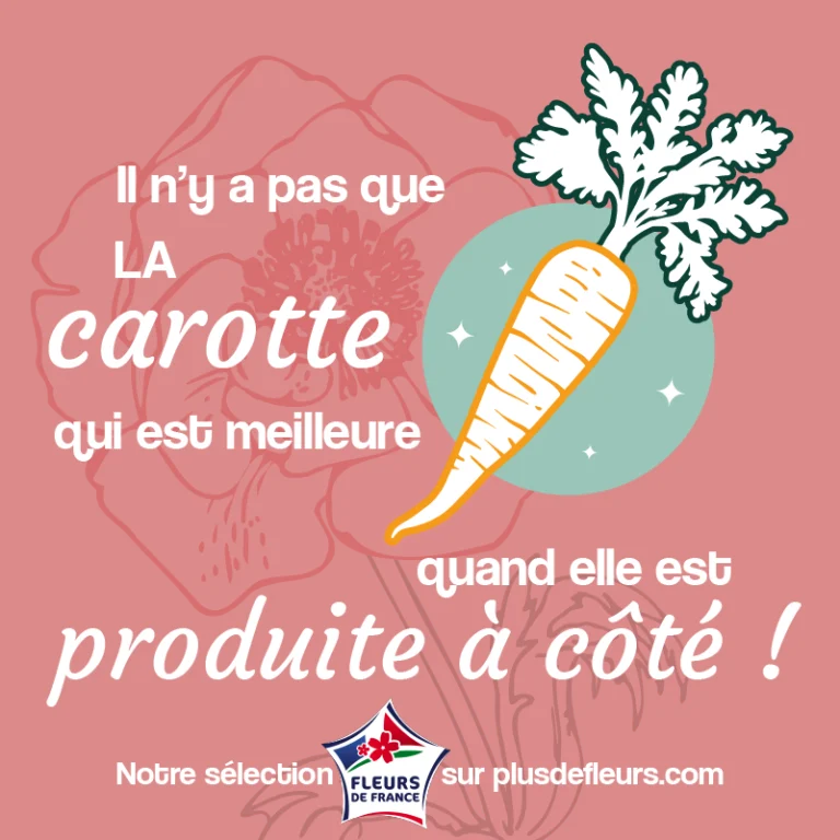 Il n'y a pas que la carotte qui est meilleurs quand elle est d'ici : fleurs de france