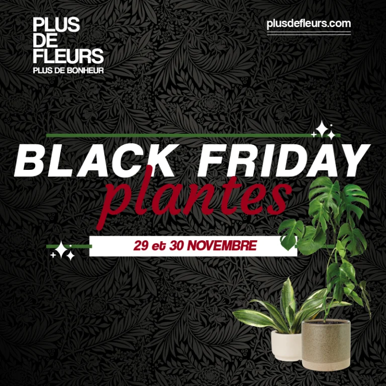 black friday plante addict déco jungle