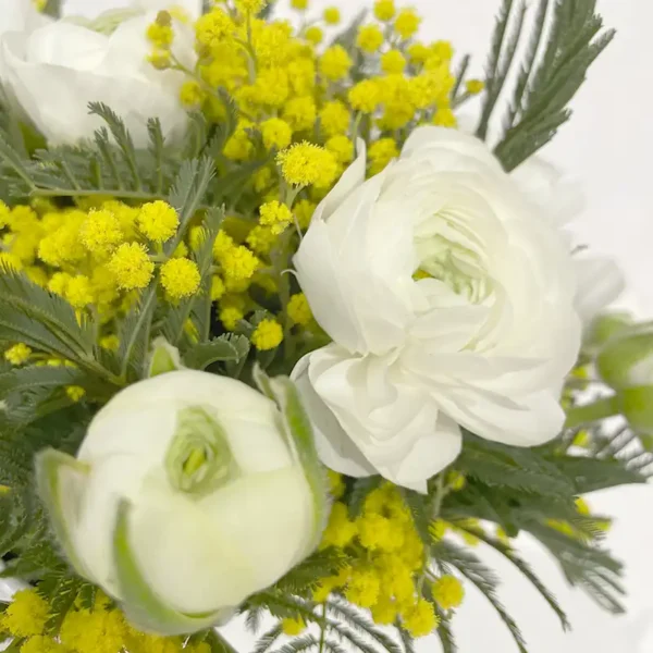 bouquet renoncule mimosa lumière hiver