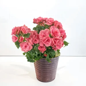 bégonia plante rose à livrer