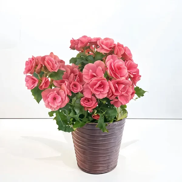 bégonia plante rose à livrer