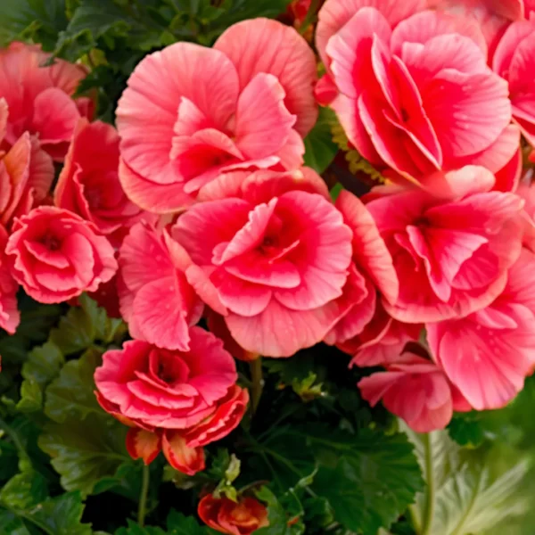 bégonia plante rose à livrer