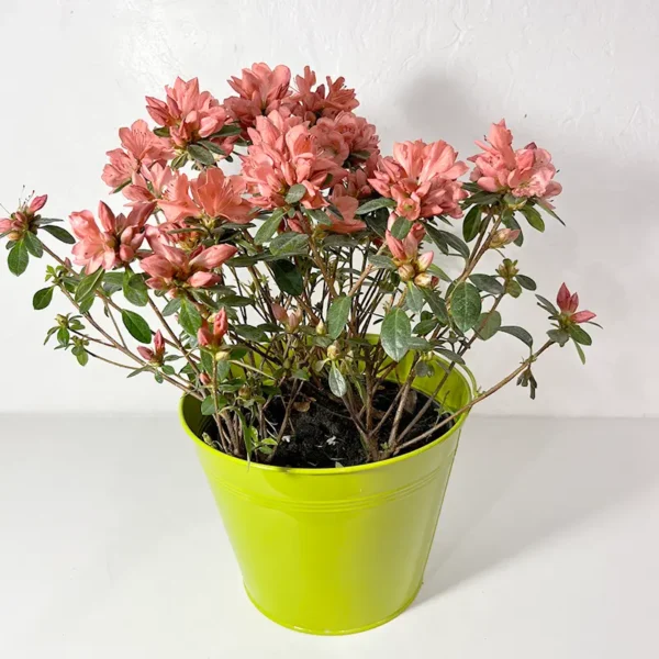 azalée plante exterieur fleurs roses