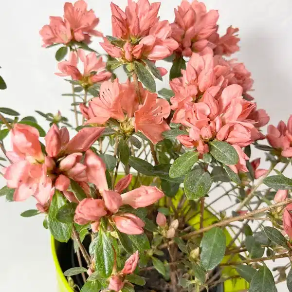 azalée plante exterieur fleurs roses