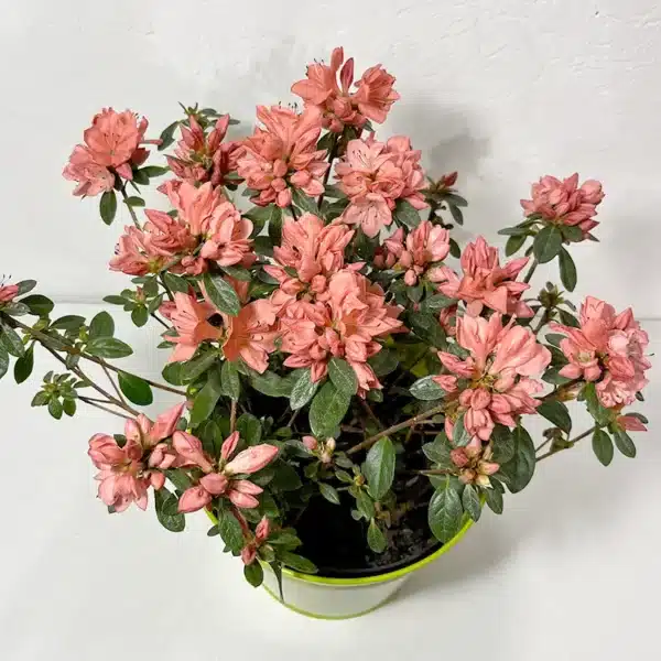 azalée plante exterieur fleurs roses