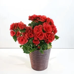 bégonia plante rouge à livrer