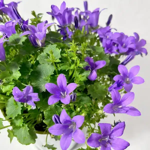campanule plante violette