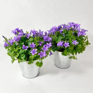 campanule plante violette